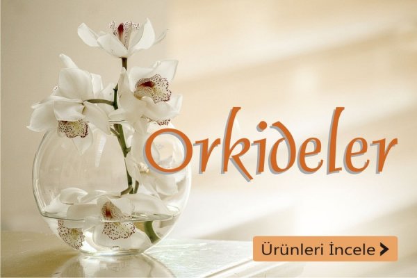 Orkideler - Eskişehir Çiçekçi