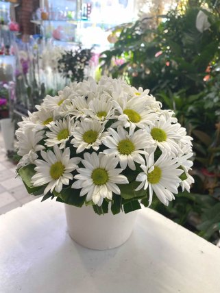 Seramikte Beyaz Papatyalar, Eskişehir Yasemin Çiçek Evi